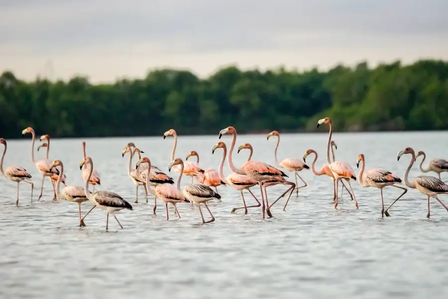 Akira Overwater Resort Travelmediate Bigi Pan Nature Reserve