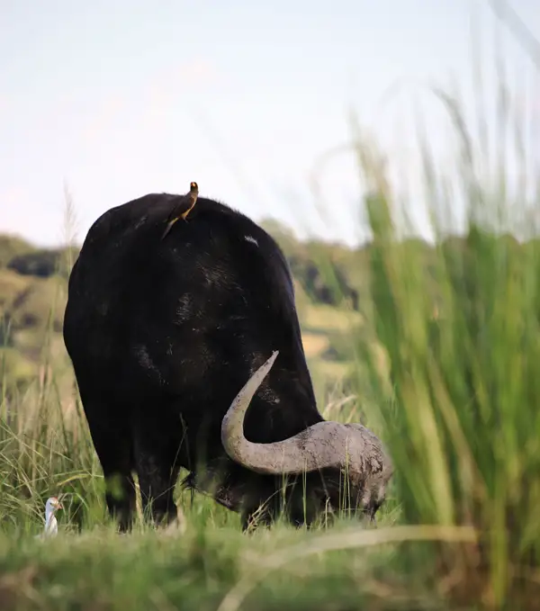 Botswana-gallery