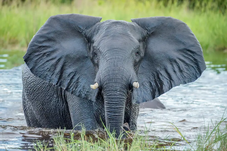 Botswana-gallery