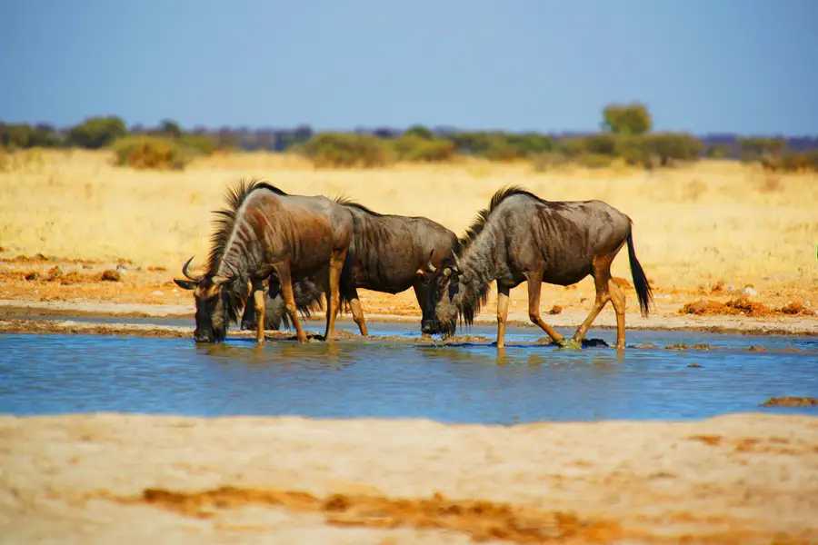 Botswana-gallery