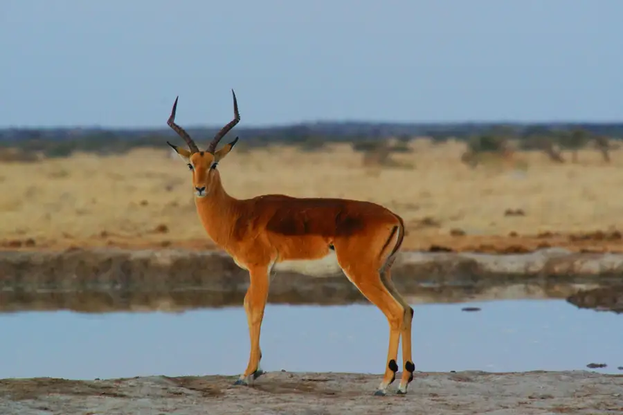 Botswana-gallery