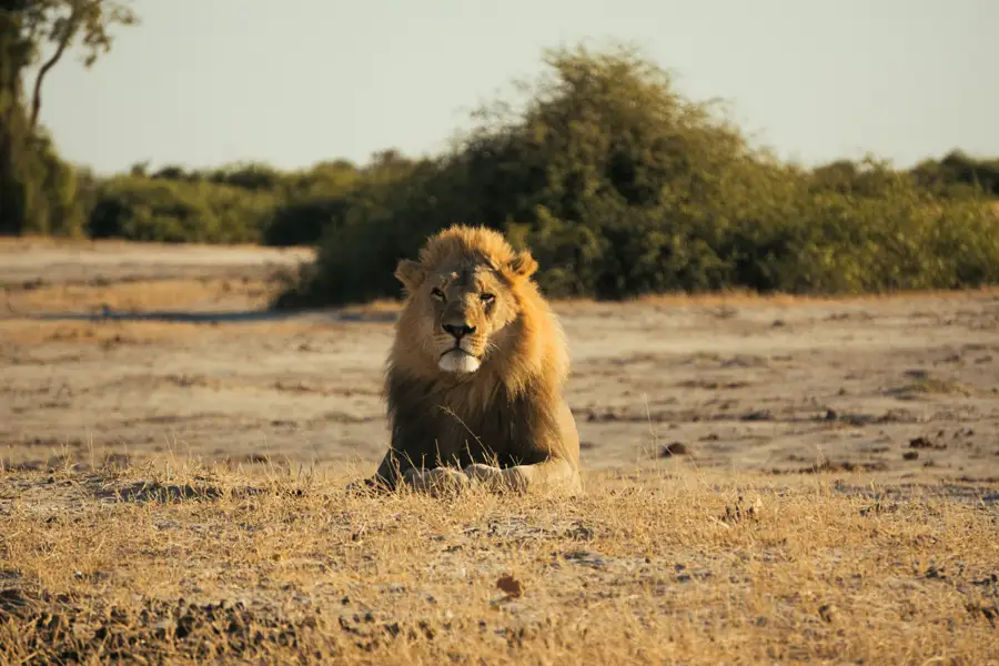 Botswana-gallery