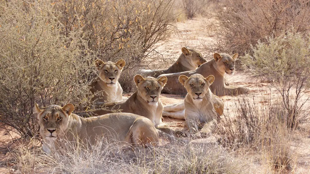 Kalahari Desert Travelmediate The ultimate African adventure