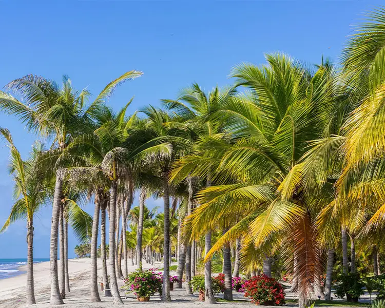 Panama-gallery