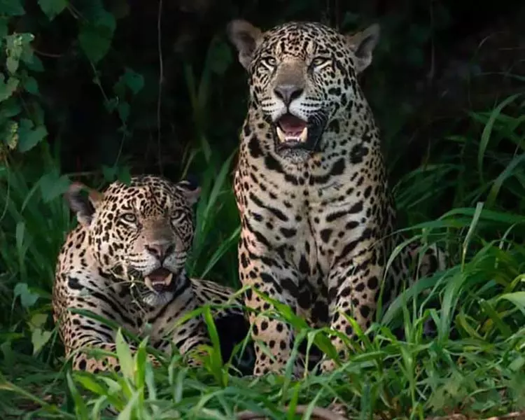 Pantanal Travelmediate The world’s largest tropical wetland area