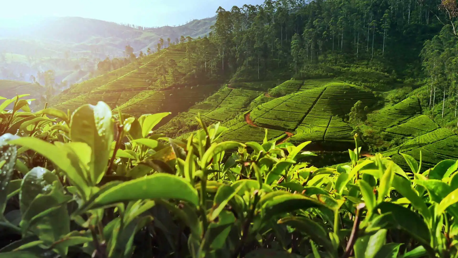 Sri Lanka