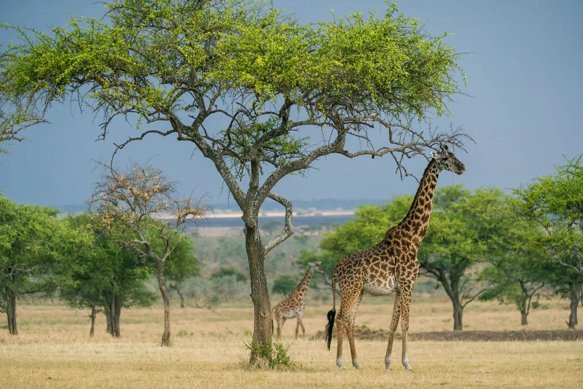 Tanzania Travelmediate Tanzania