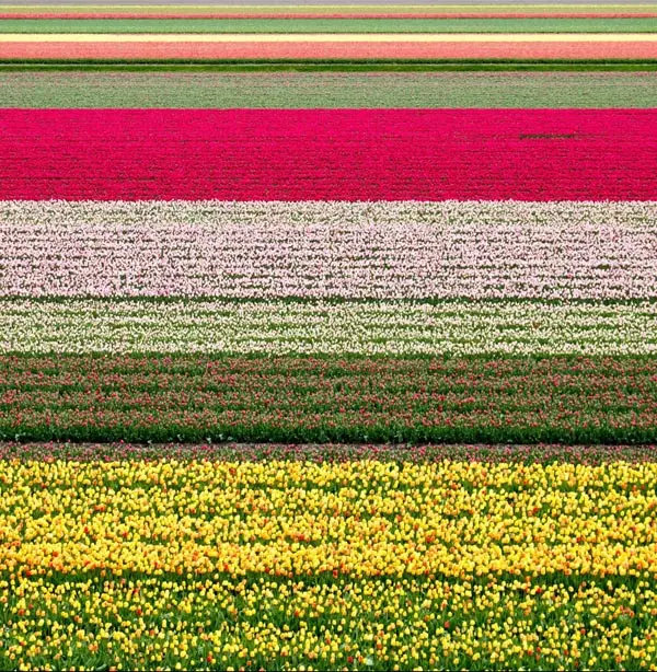 The Countryside Travelmediate Must sees in Holland