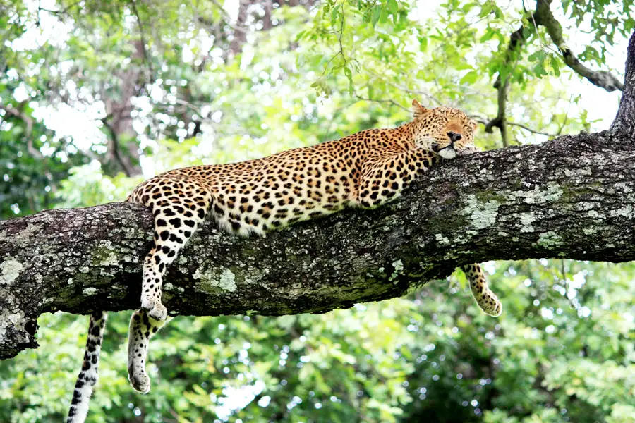 Zambia-gallery