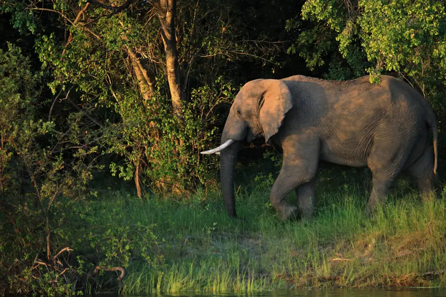 Zambia-gallery